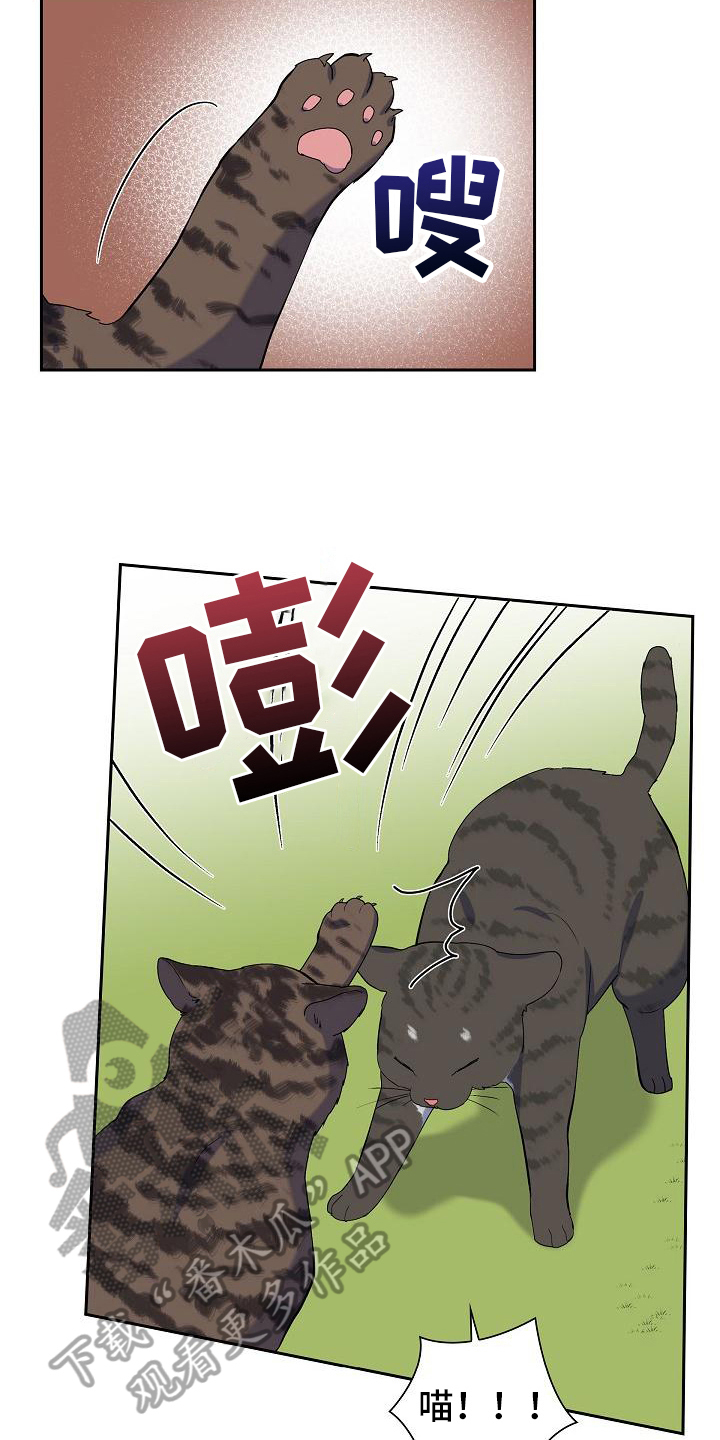 第7章：猫的纷争4