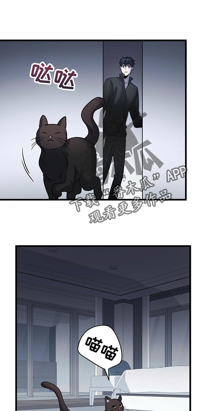 第29章：聪明的猫咪0